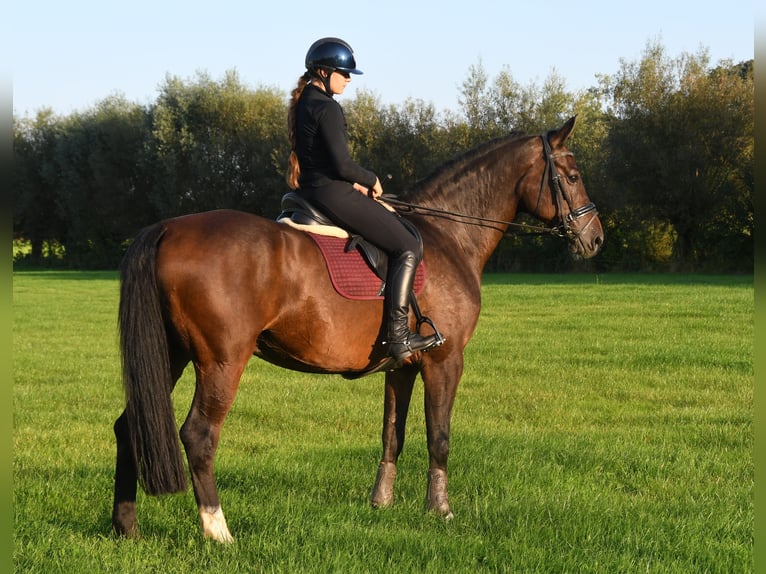 KWPN Caballo castrado 12 años Castaño in MarkeloMarkelo