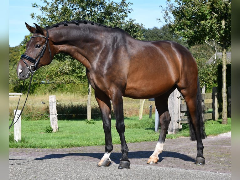 KWPN Caballo castrado 12 años Castaño in MarkeloMarkelo