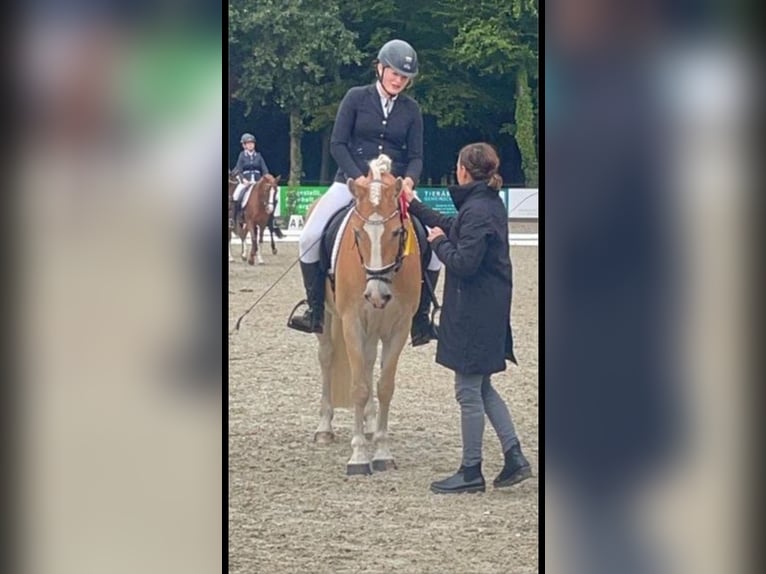 KWPN Caballo castrado 13 años 155 cm Bayo in Garrel