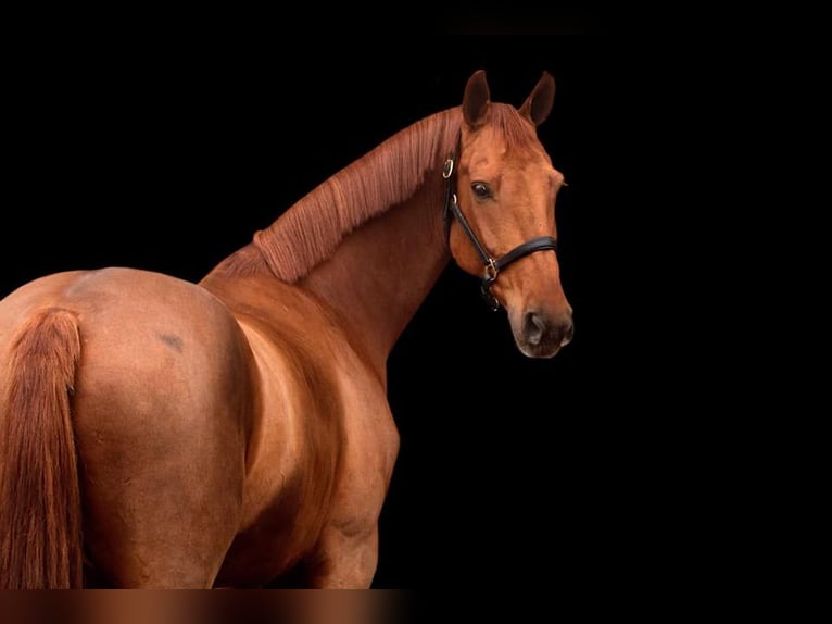 KWPN Caballo castrado 13 años 164 cm Alazán in elim