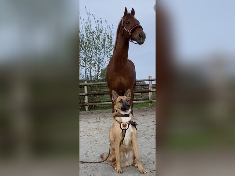 KWPN Caballo castrado 13 años 165 cm Alazán in Essen