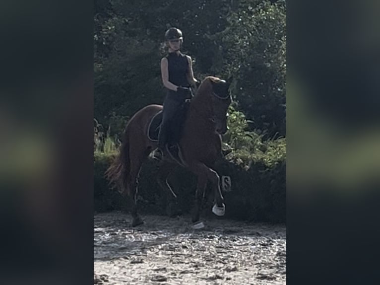 KWPN Caballo castrado 13 años 165 cm Alazán in Essen