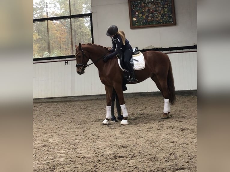 KWPN Caballo castrado 13 años 165 cm Alazán in Essen