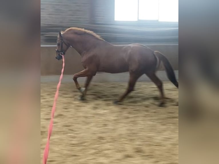 KWPN Caballo castrado 13 años 165 cm Alazán in Essen