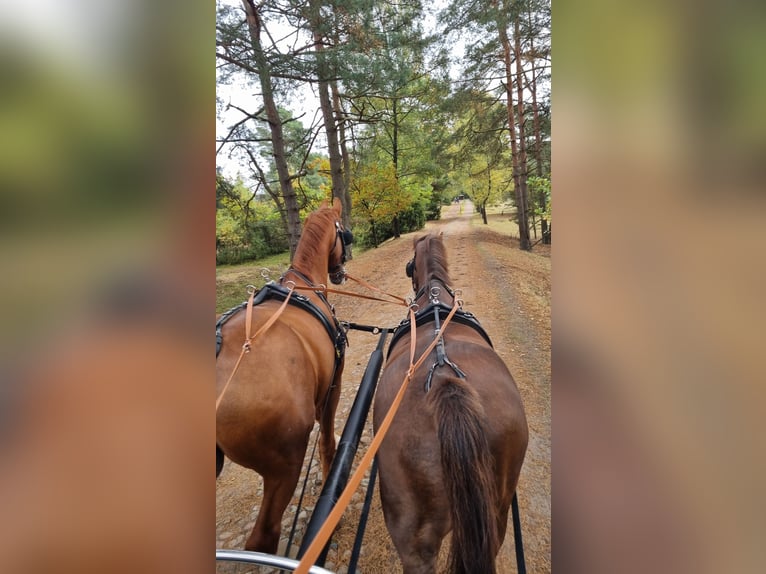 KWPN Caballo castrado 13 años 165 cm Alazán in K&#xFC;rten