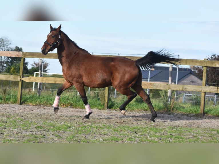 KWPN Caballo castrado 13 años 165 cm Castaño rojizo in Achtmaal