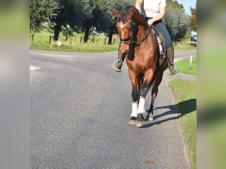 KWPN Caballo castrado 13 años 165 cm Castaño rojizo in Achtmaal