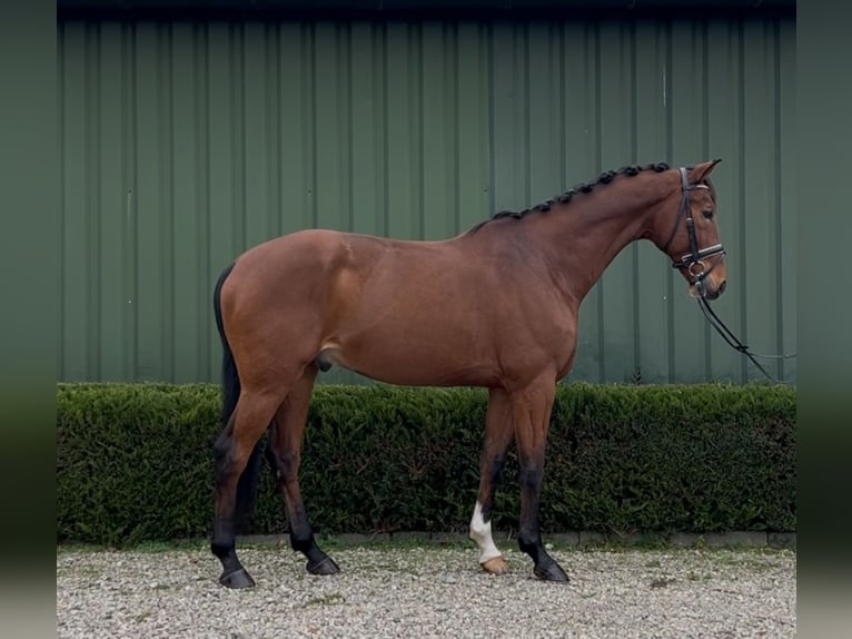 KWPN Caballo castrado 13 años 167 cm Castaño in Oud Gastel