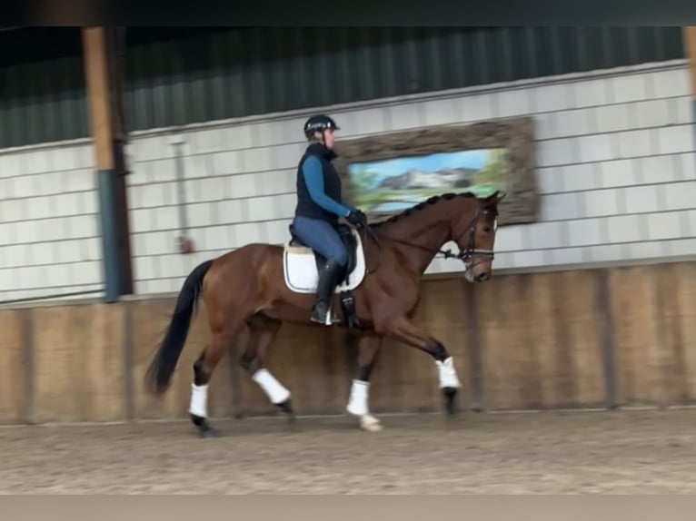 KWPN Caballo castrado 13 años 167 cm Castaño in Oud Gastel