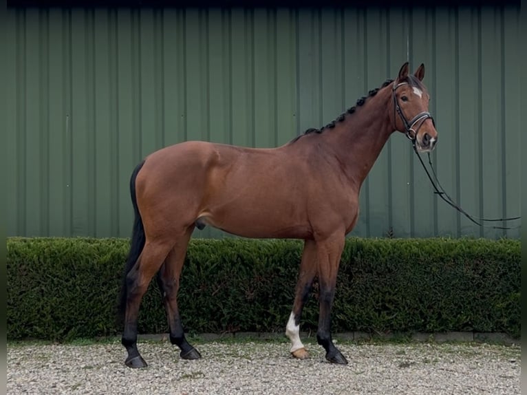 KWPN Caballo castrado 13 años 167 cm Castaño in Oud Gastel