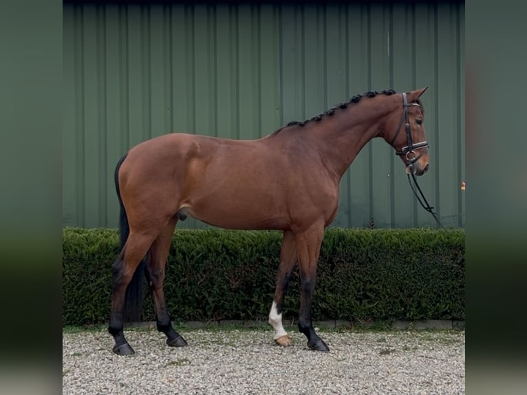 KWPN Caballo castrado 13 años 167 cm Castaño in Oud Gastel