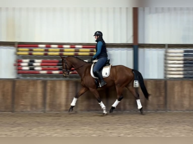 KWPN Caballo castrado 13 años 167 cm Castaño in Oud Gastel