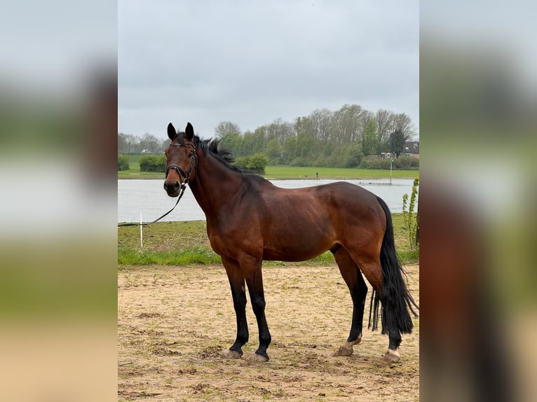 KWPN Caballo castrado 13 años 167 cm Castaño oscuro in Diepenveen