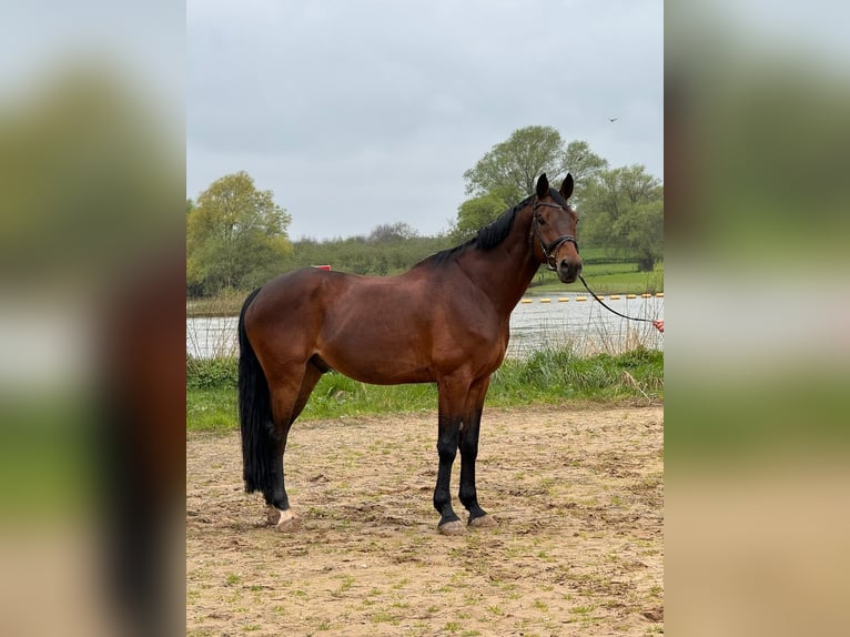 KWPN Caballo castrado 13 años 167 cm Castaño oscuro in Diepenveen