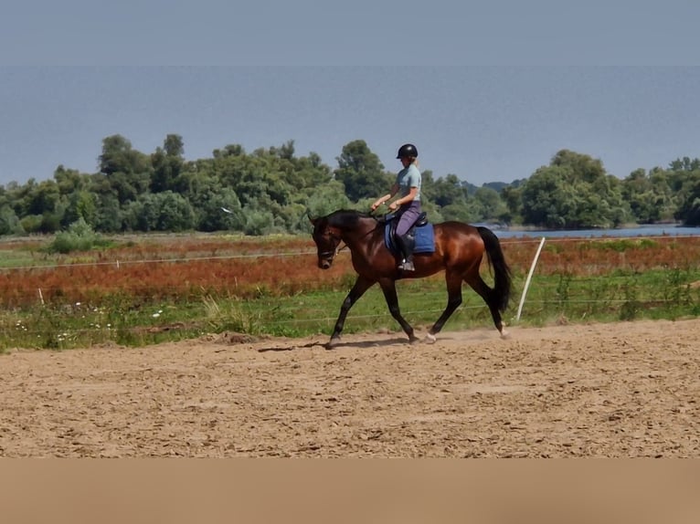 KWPN Caballo castrado 13 años 167 cm Castaño oscuro in Diepenveen