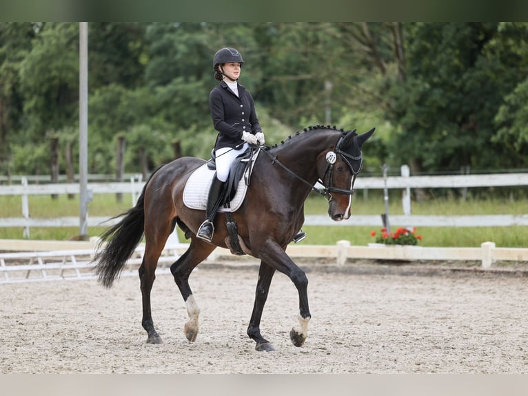 KWPN Caballo castrado 13 años 168 cm Castaño oscuro in Gundelfingen