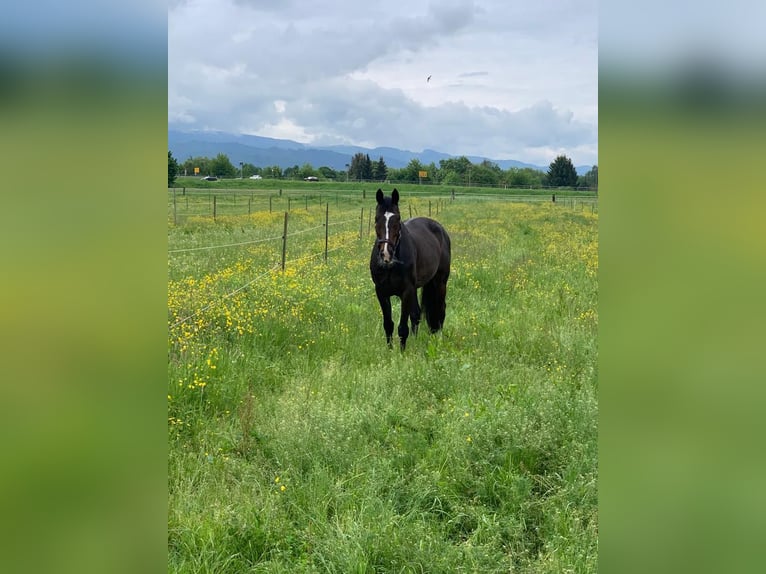 KWPN Caballo castrado 13 años 168 cm Castaño oscuro in Gundelfingen