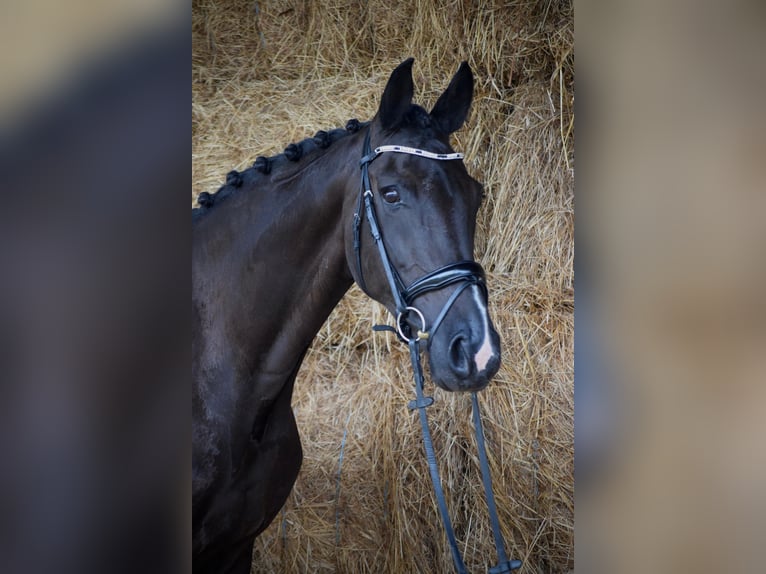 KWPN Caballo castrado 13 años 169 cm Negro in Mallon (Ramallosa)