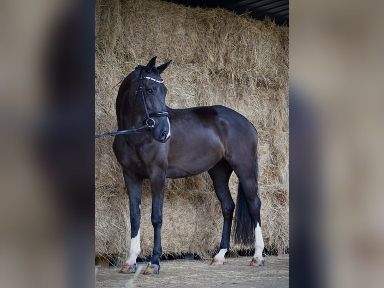 KWPN Caballo castrado 13 años 169 cm Negro in Mallon (Ramallosa)