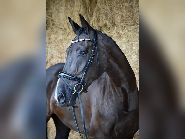 KWPN Caballo castrado 13 años 169 cm Negro in Mallon (Ramallosa)