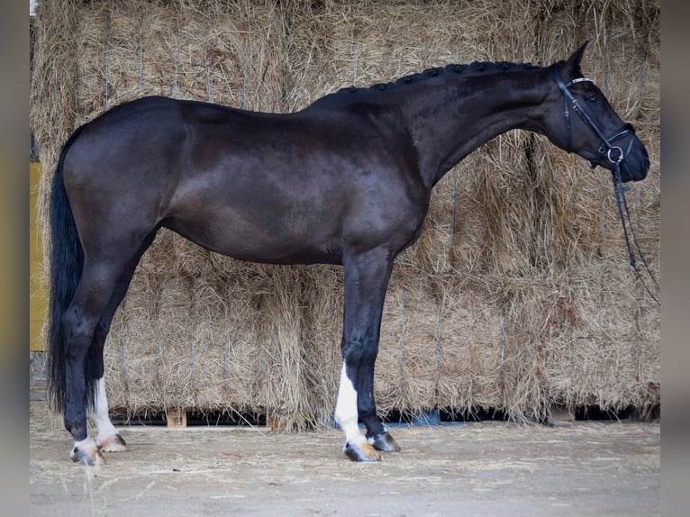 KWPN Caballo castrado 13 años 169 cm Negro in Mallon (Ramallosa)