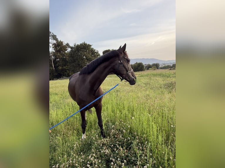 KWPN Caballo castrado 13 años 169 cm Negro in Mallon (Ramallosa)