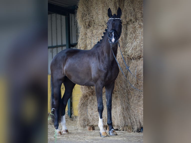 KWPN Caballo castrado 13 años 169 cm Negro in Mallon (Ramallosa)