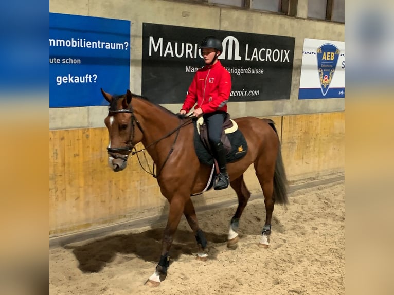 KWPN Caballo castrado 13 años 170 cm Castaño in Humlikon