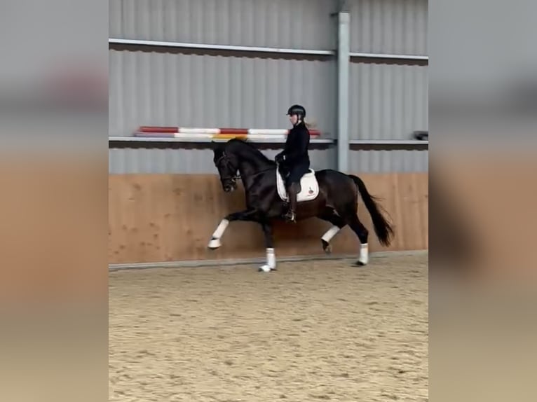 KWPN Caballo castrado 13 años 170 cm Castaño oscuro in Enschede