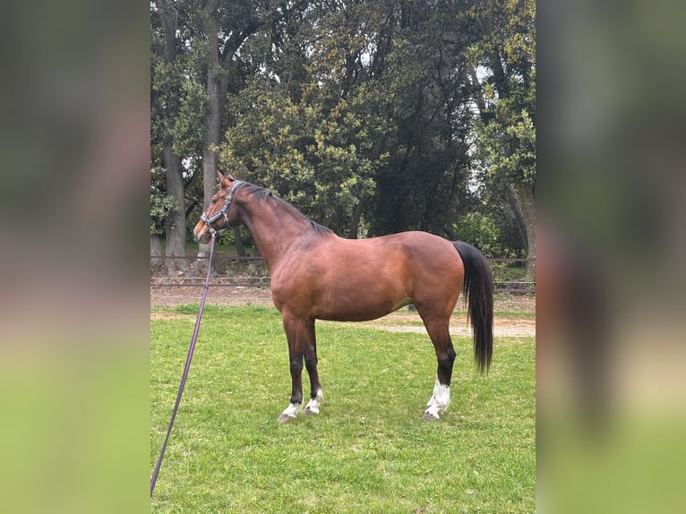 KWPN Caballo castrado 13 años 170 cm Castaño oscuro in Saint Côme et Maruejols
