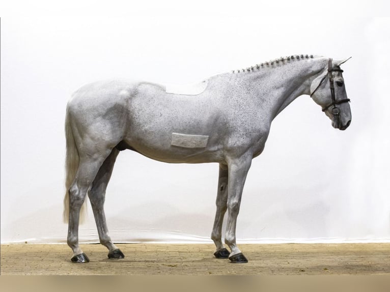 KWPN Caballo castrado 13 años 171 cm Tordo in Kleßen-Görne