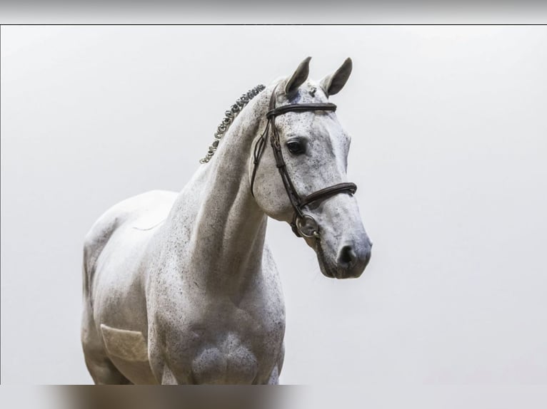 KWPN Caballo castrado 13 años 171 cm Tordo in Kleßen-Görne