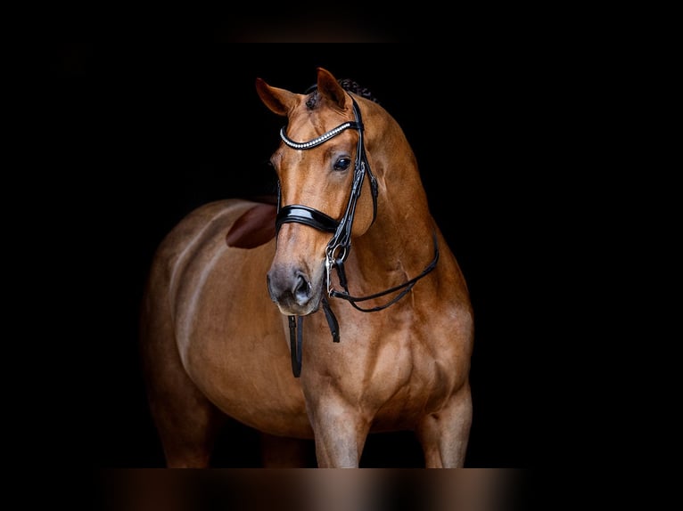 KWPN Caballo castrado 13 años 172 cm Alazán in Kwadijk