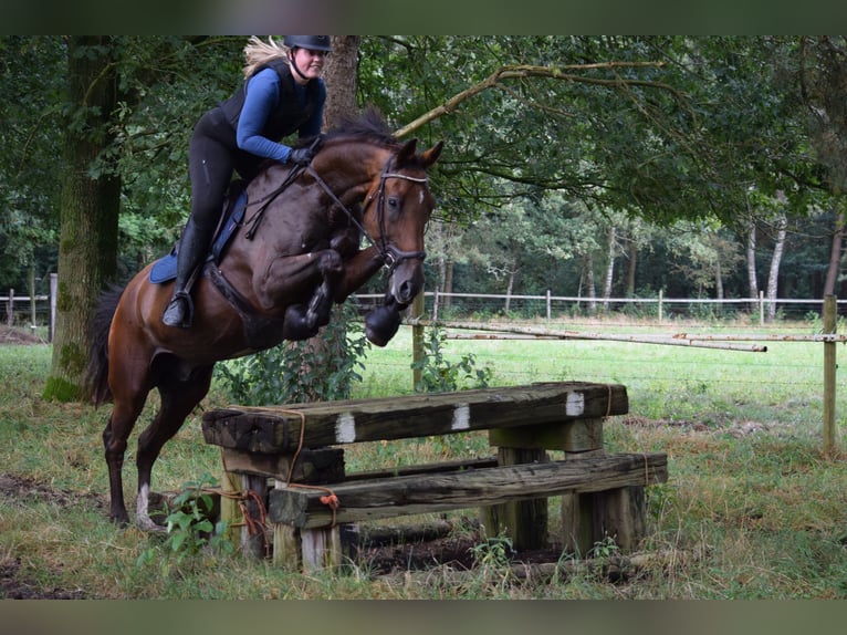 KWPN Caballo castrado 13 años 172 cm Castaño in Apeldoorn