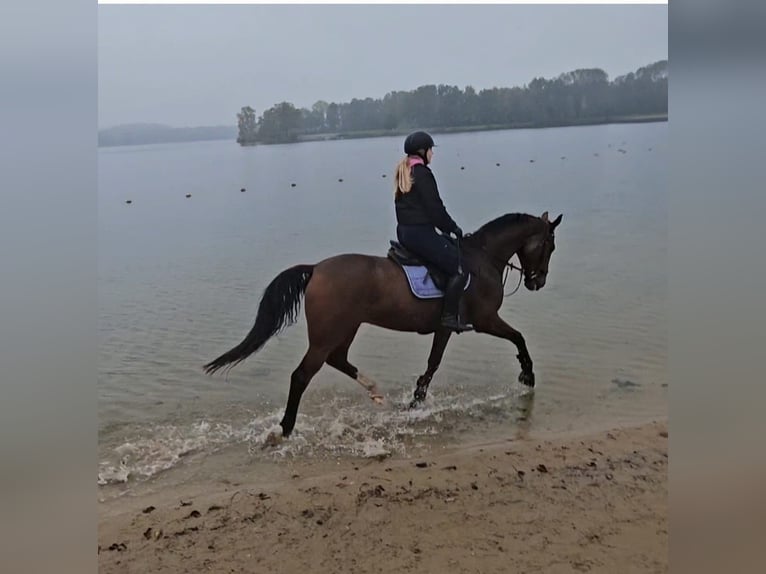 KWPN Caballo castrado 13 años 172 cm Castaño in Apeldoorn