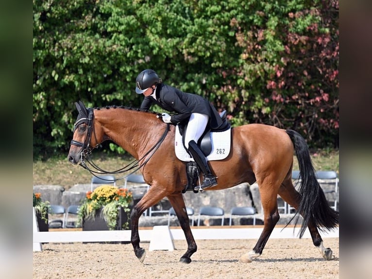 KWPN Caballo castrado 13 años 172 cm Castaño in Jengen