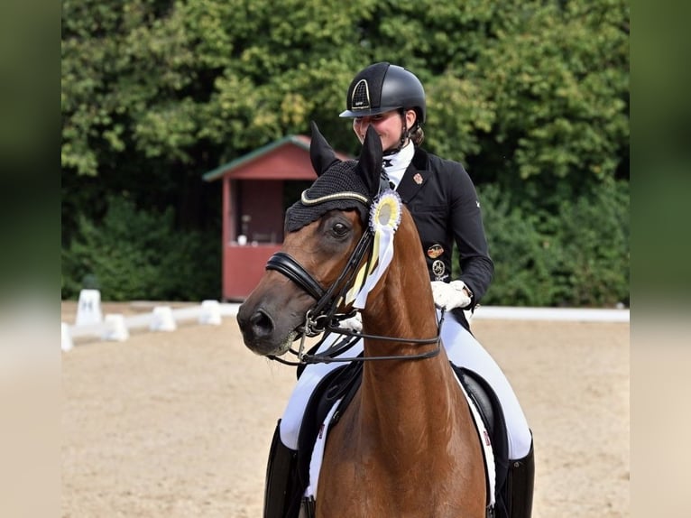 KWPN Caballo castrado 13 años 172 cm Castaño in Jengen