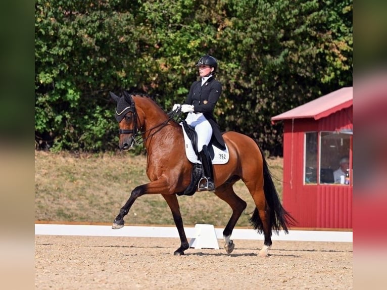 KWPN Caballo castrado 13 años 172 cm Castaño in Jengen