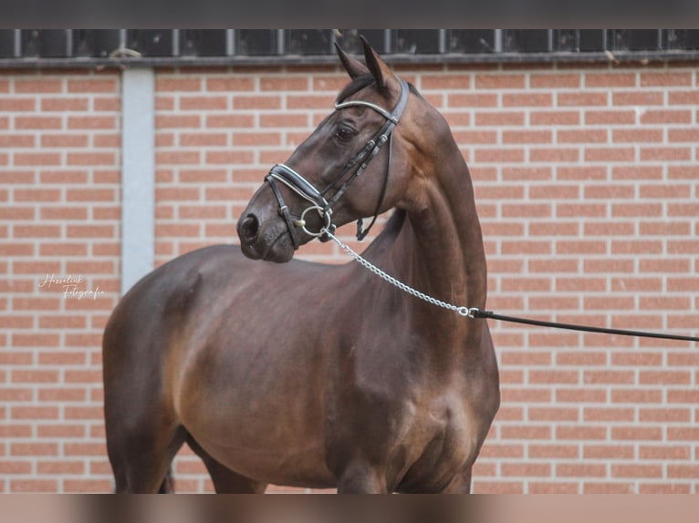 KWPN Caballo castrado 13 años 172 cm Castaño oscuro in Emsbüren