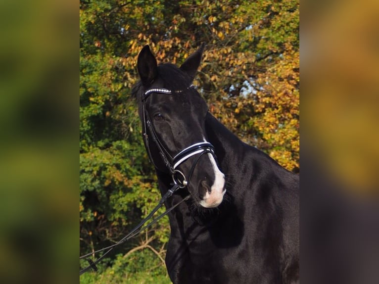 KWPN Caballo castrado 13 años 172 cm Negro in Itzstedt