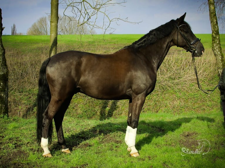 KWPN Caballo castrado 13 años 172 cm Negro in Itzstedt