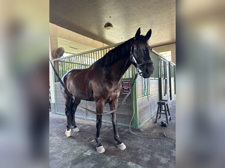 KWPN Caballo castrado 13 años 173 cm Castaño oscuro in Fort Lauderdale