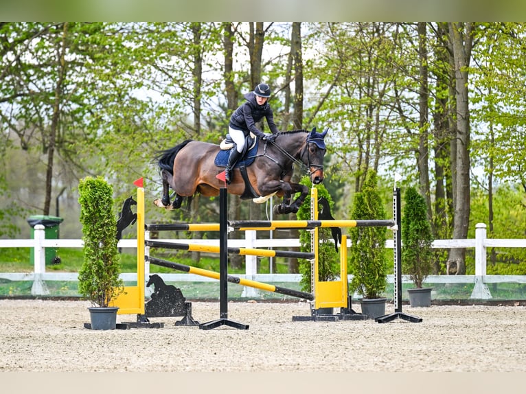 KWPN Caballo castrado 13 años 173 cm Castaño oscuro in Pępowo