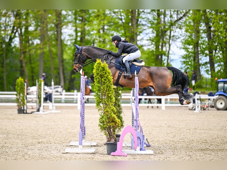 KWPN Caballo castrado 13 años 173 cm Castaño oscuro in Pępowo