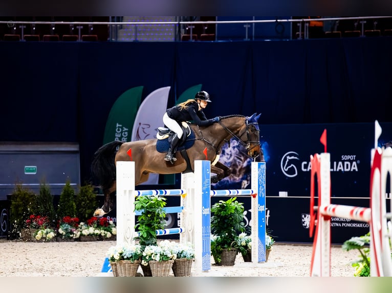 KWPN Caballo castrado 13 años 173 cm Castaño oscuro in Pępowo