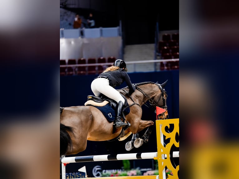 KWPN Caballo castrado 13 años 173 cm Castaño oscuro in Pępowo