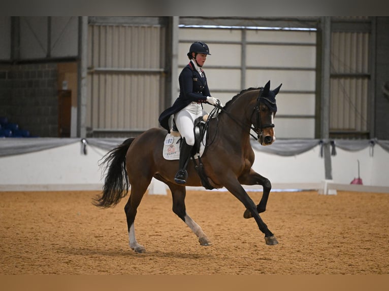 KWPN Caballo castrado 13 años 173 cm Castaño rojizo in Wimborne, Dorset