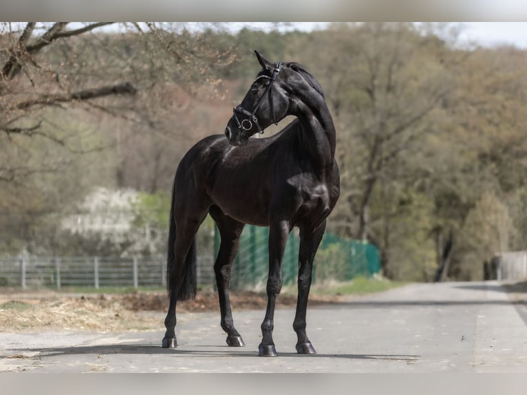 KWPN Caballo castrado 13 años 173 cm Negro in Windhagen