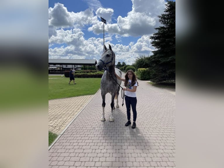 KWPN Caballo castrado 13 años 173 cm Tordo in Grabów nad Pilicą