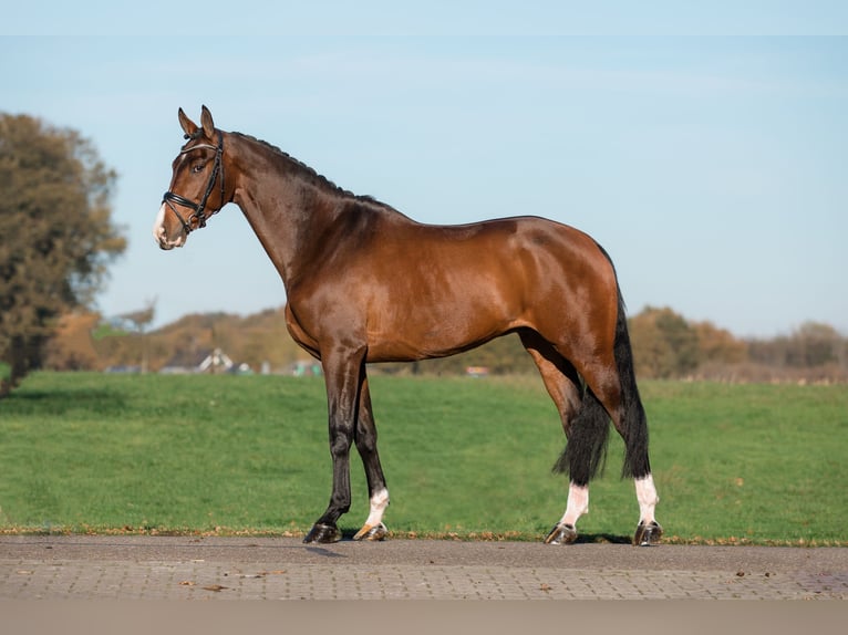 KWPN Caballo castrado 13 años 174 cm Castaño in Denekamp
